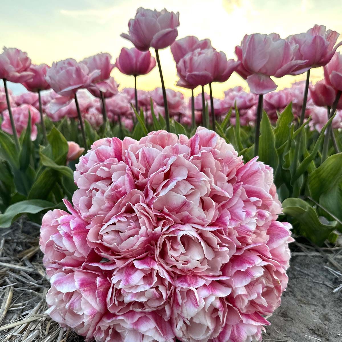 Túlipanalaukur Quinty Trustfull