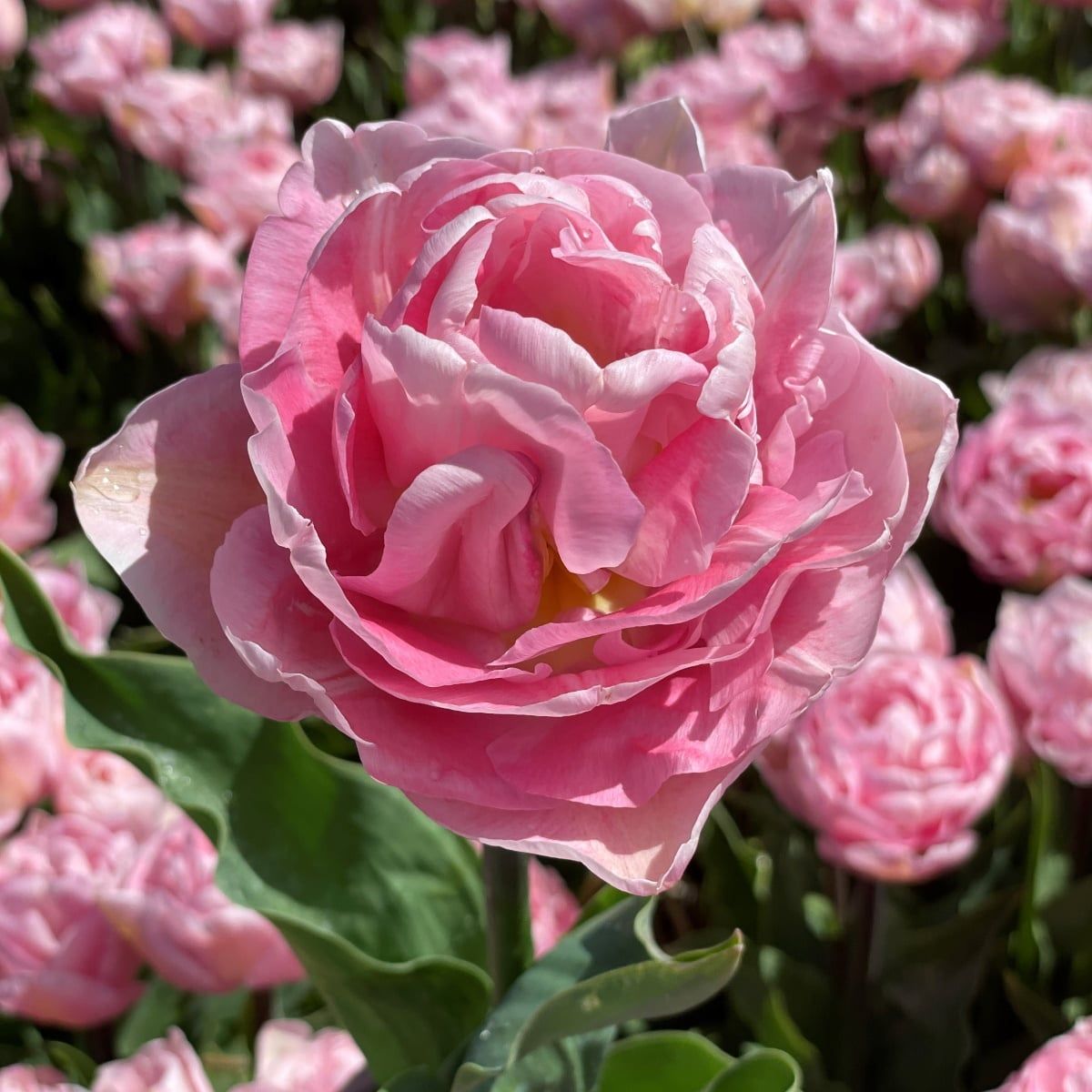 Túlipanalaukur Mariage