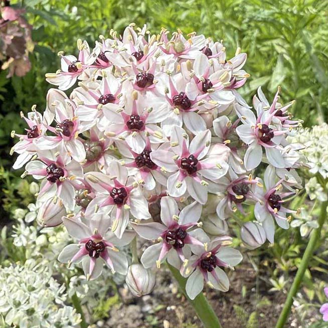 Allium Laukar
