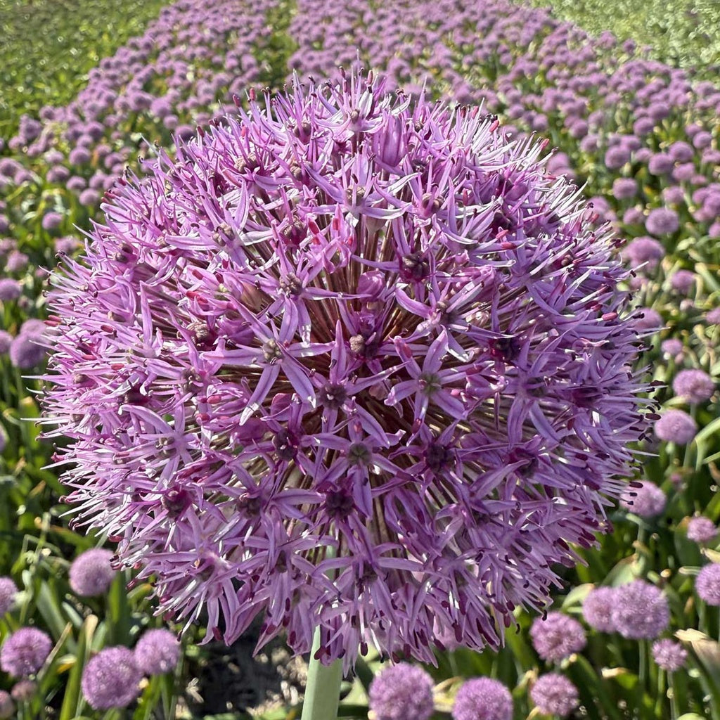Alliumlaukur Party Ballon