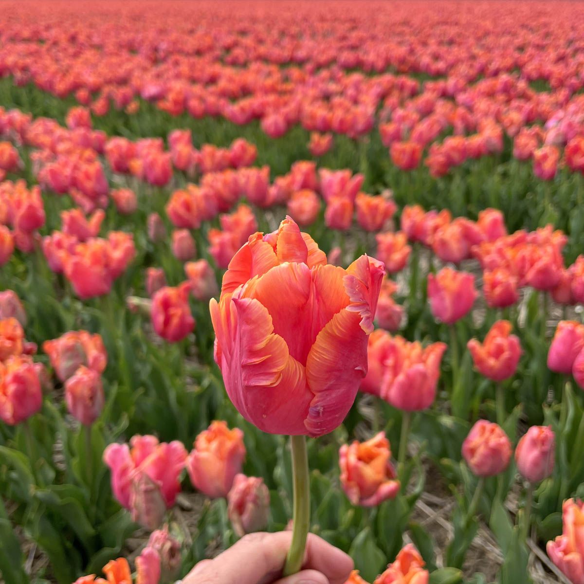 Túlipanalaukur Amazing Parrot