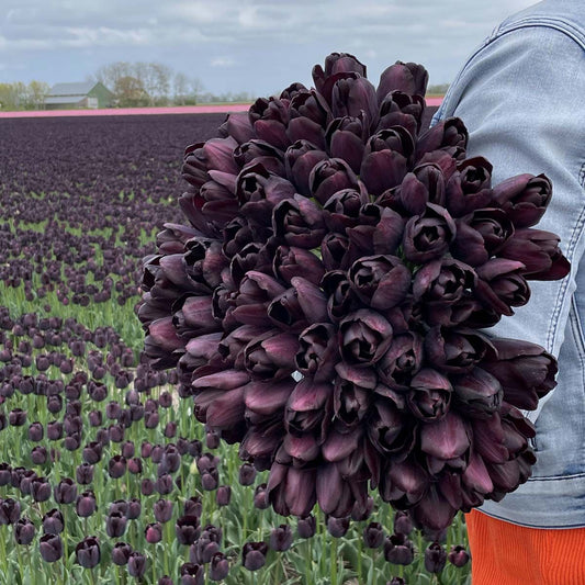 Túlipanalaukur Paul Schrerer