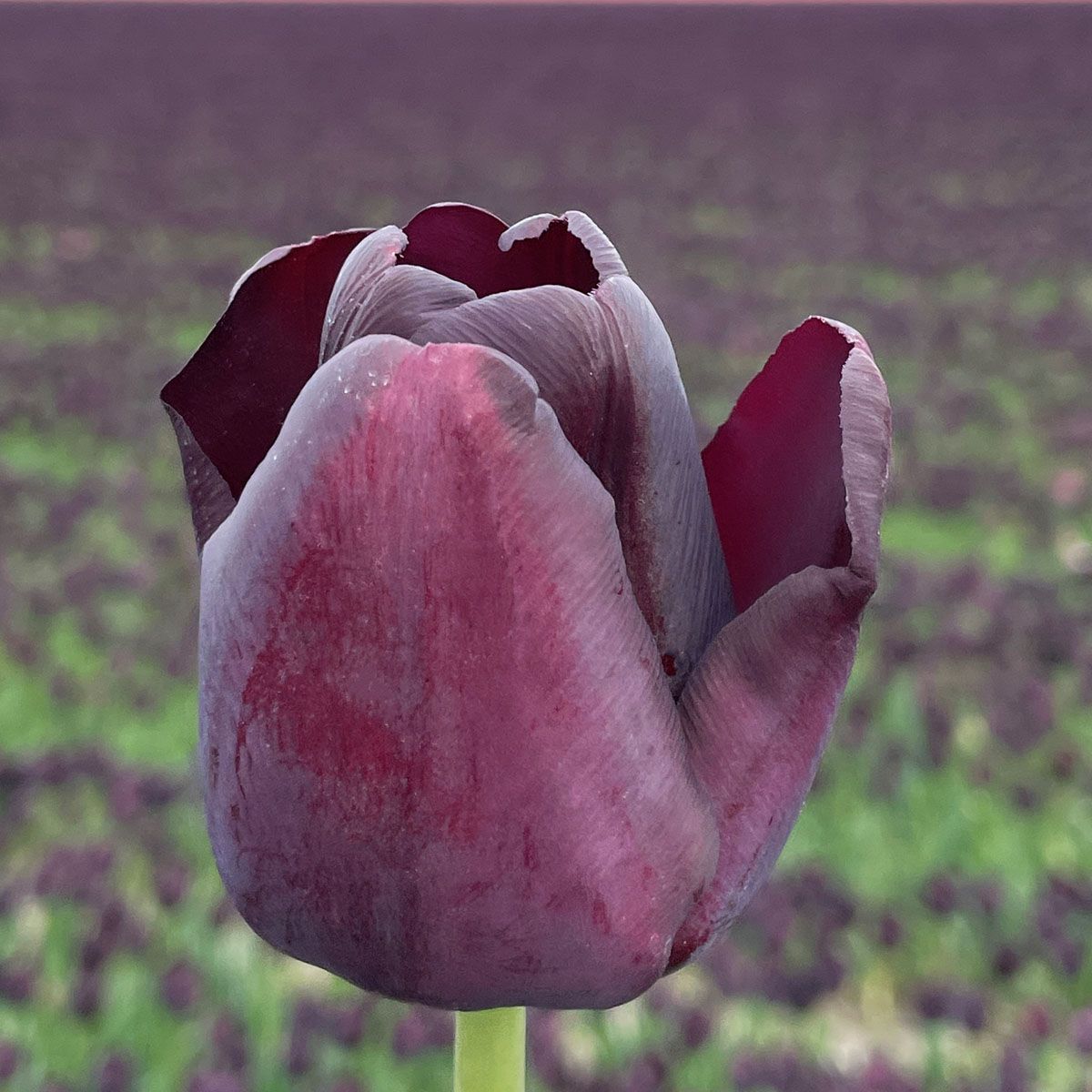 Túlipanalaukur Paul Schrerer