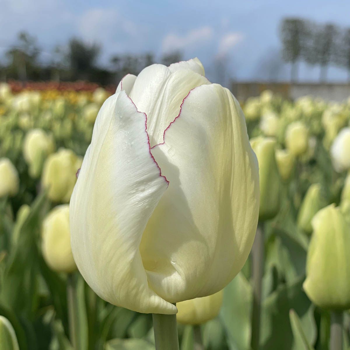 Túlípanalaukur Charlize