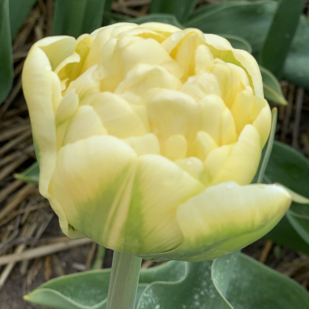 Túlípanalaukur Yukon