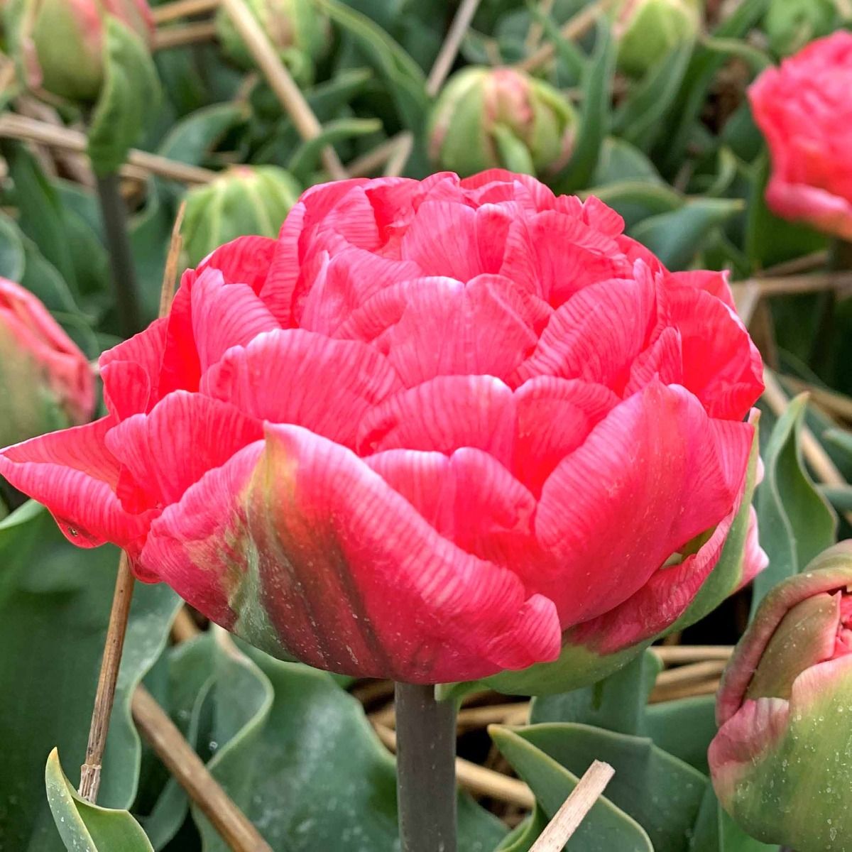 Túlipanalaukur Taiwan