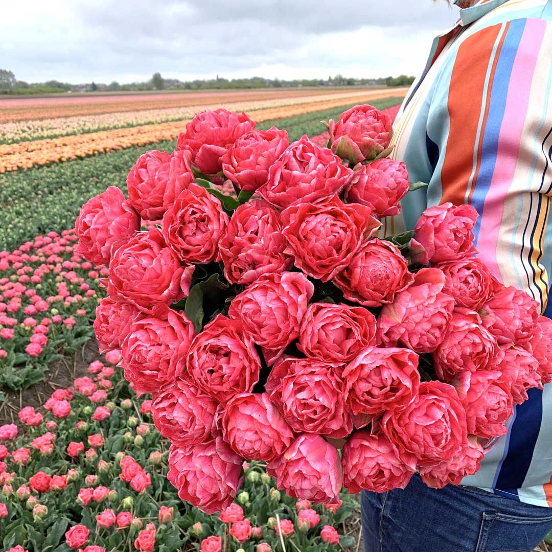 Túlipanalaukur Taiwan