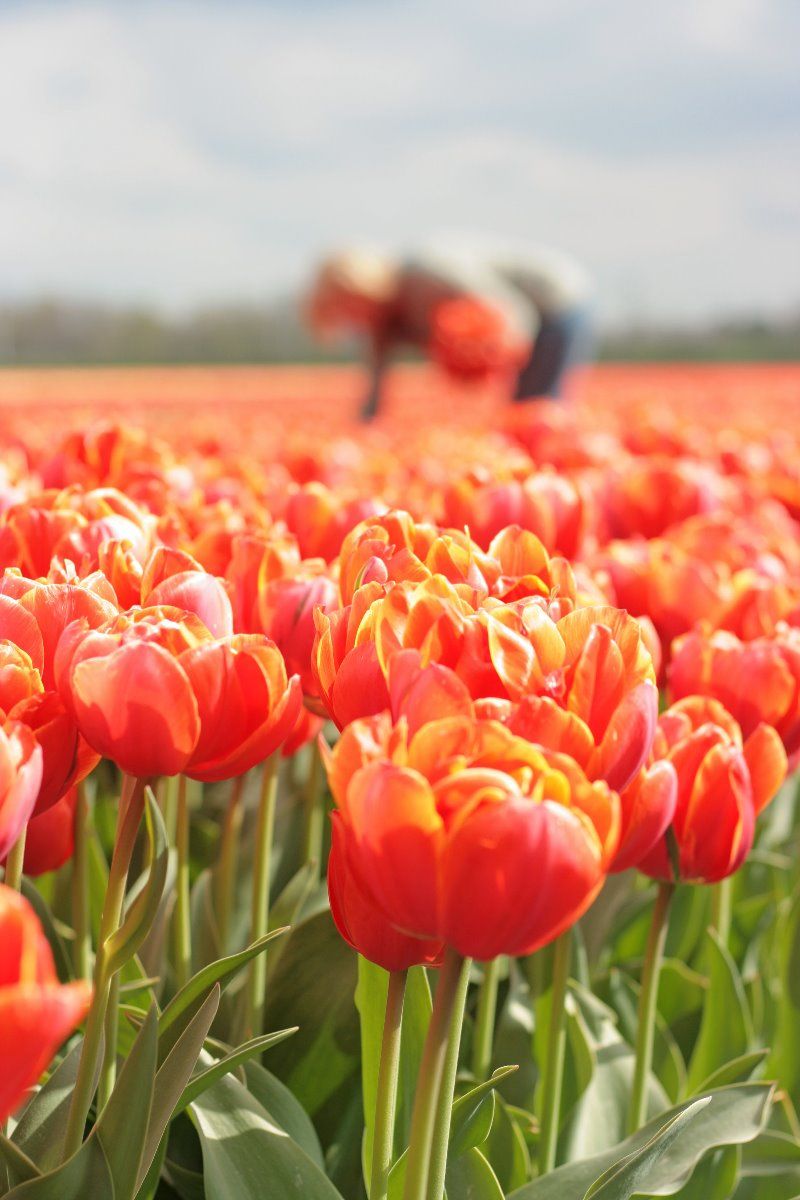 Túlípanalaukur Queensday