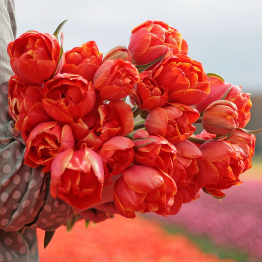 Túlípanalaukur Queensday