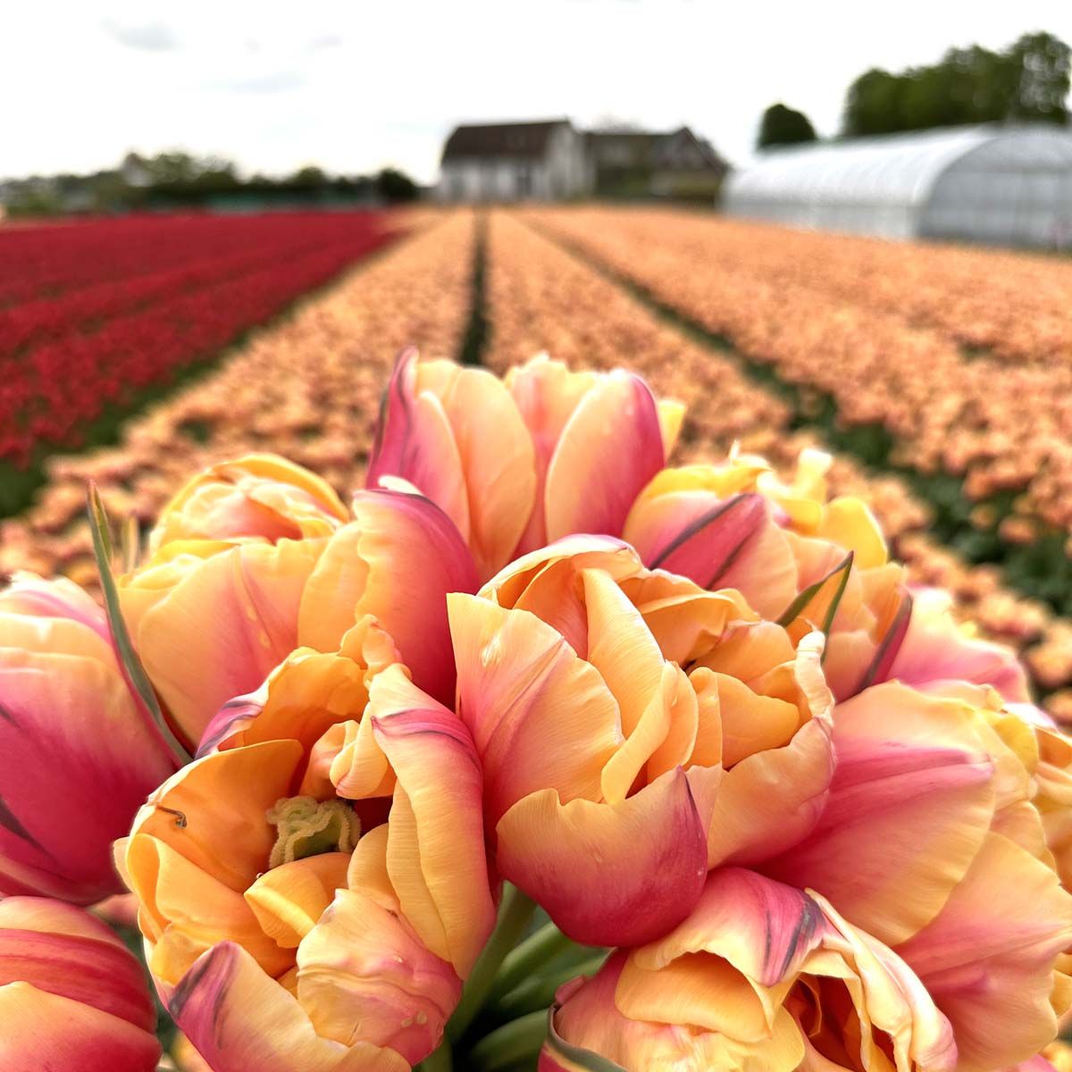 Túlipanalaukur Double Marit