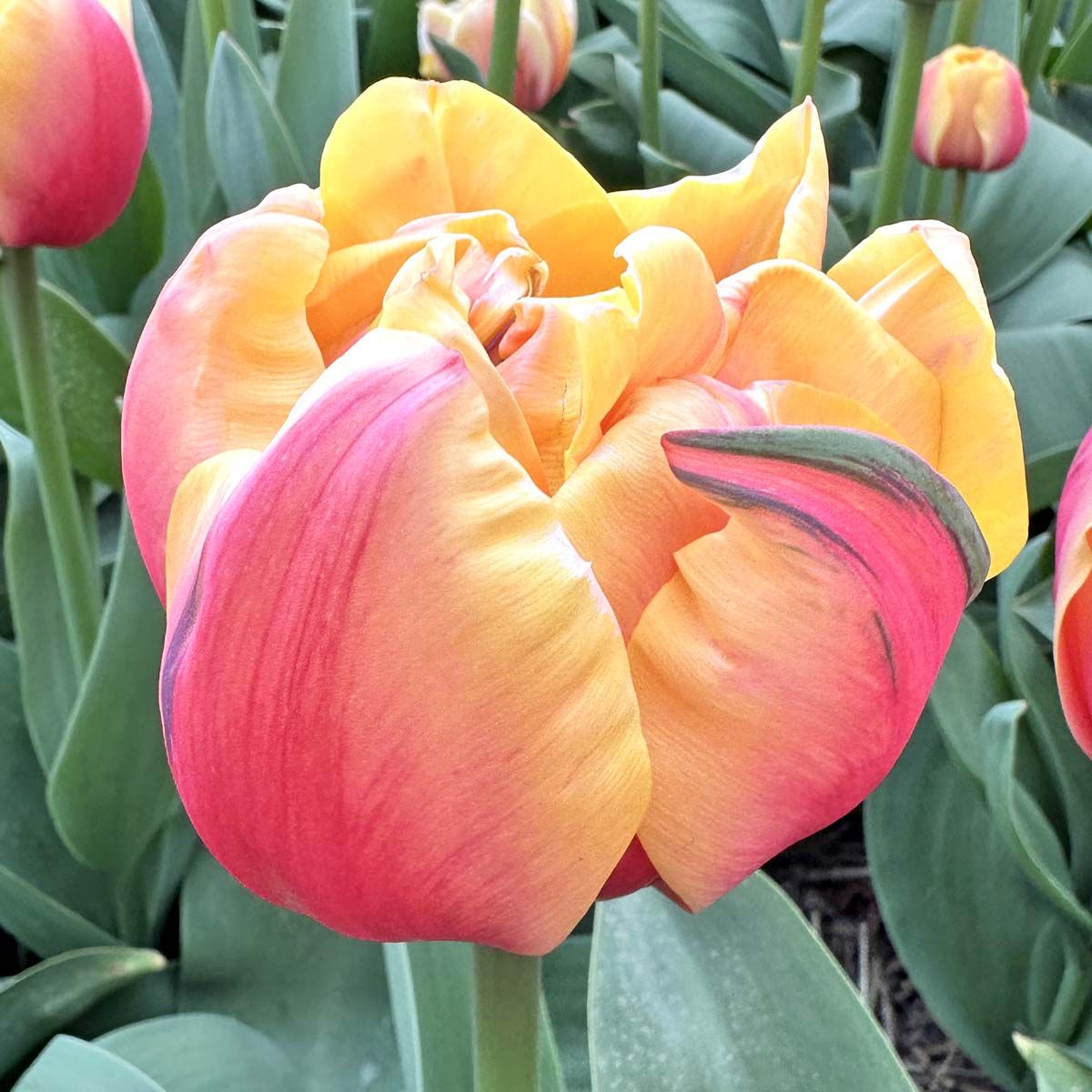 Túlipanalaukur Double Marit