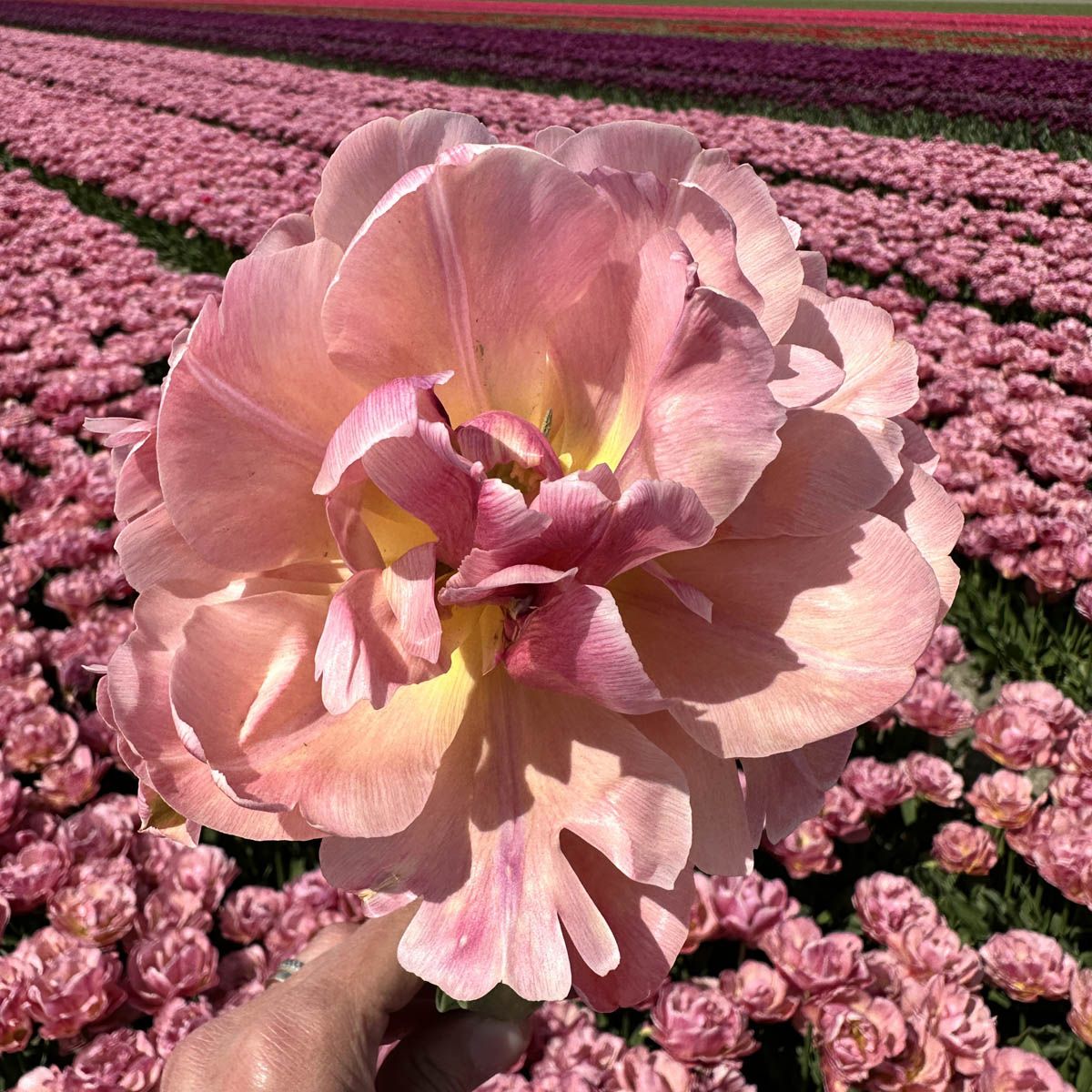 Túlipanalaukur Beachberry