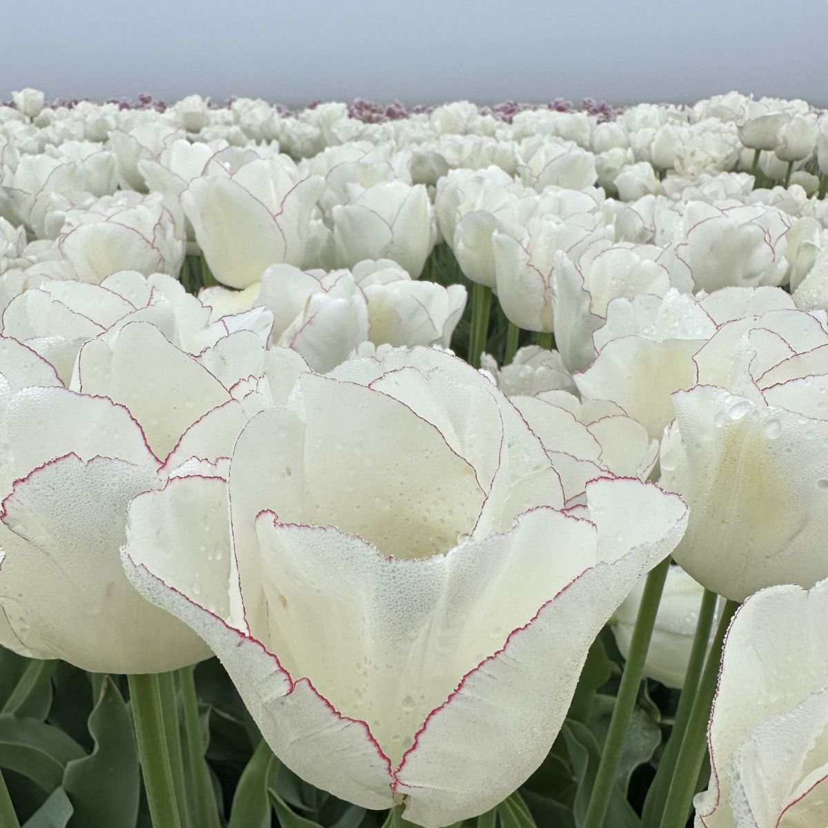 Túlípanalaukur Charlize