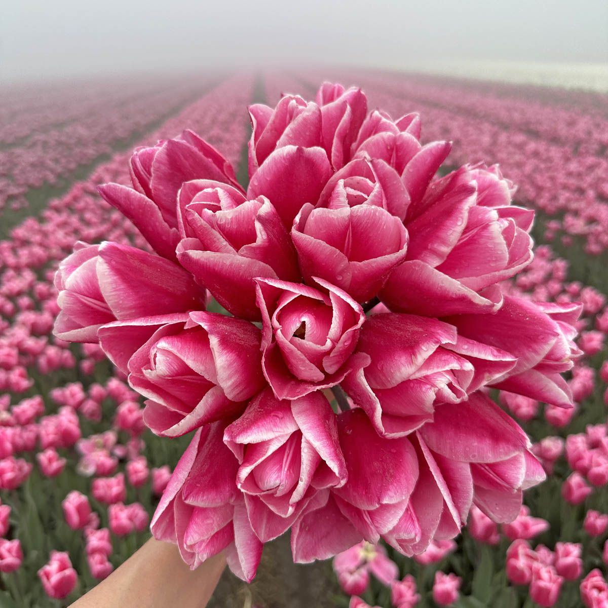 Túlipanalaukur Milkshake