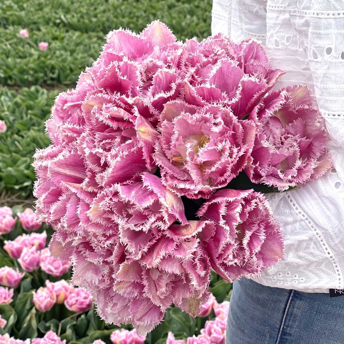 Túlípanalaukur Perth