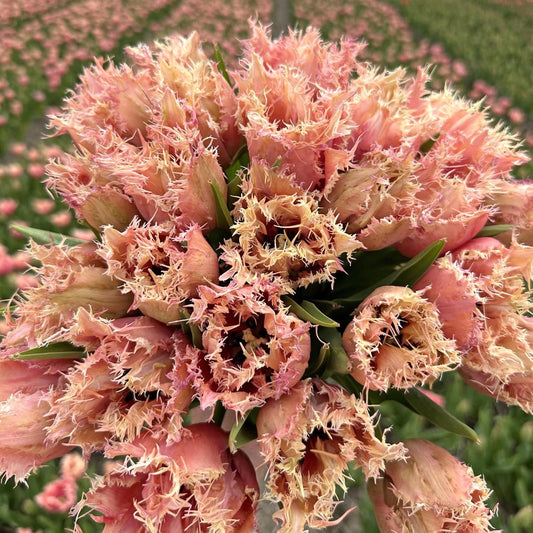 Túlípanalaukur Paleis Het Loo
