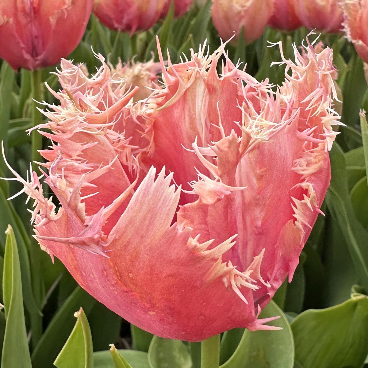 Túlípanalaukur Paleis Het Loo