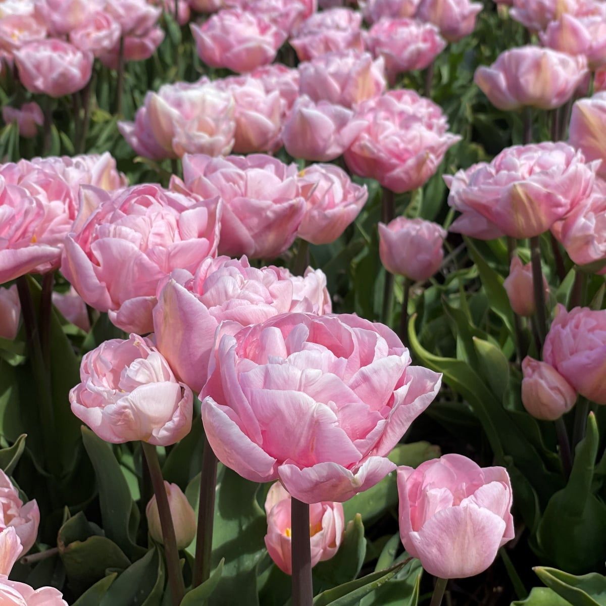 Túlipanalaukur Mariage