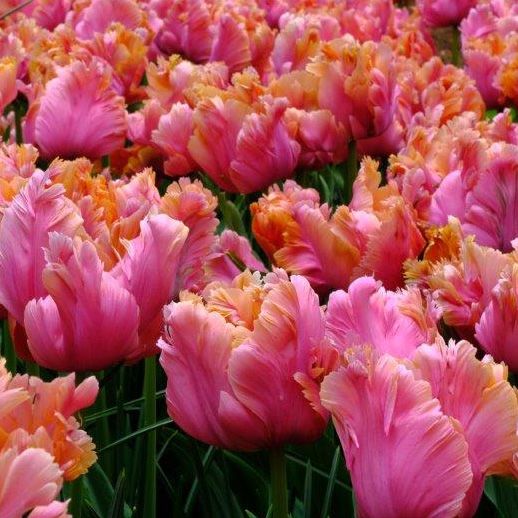 Túlipanalaukur Amazing Parrot